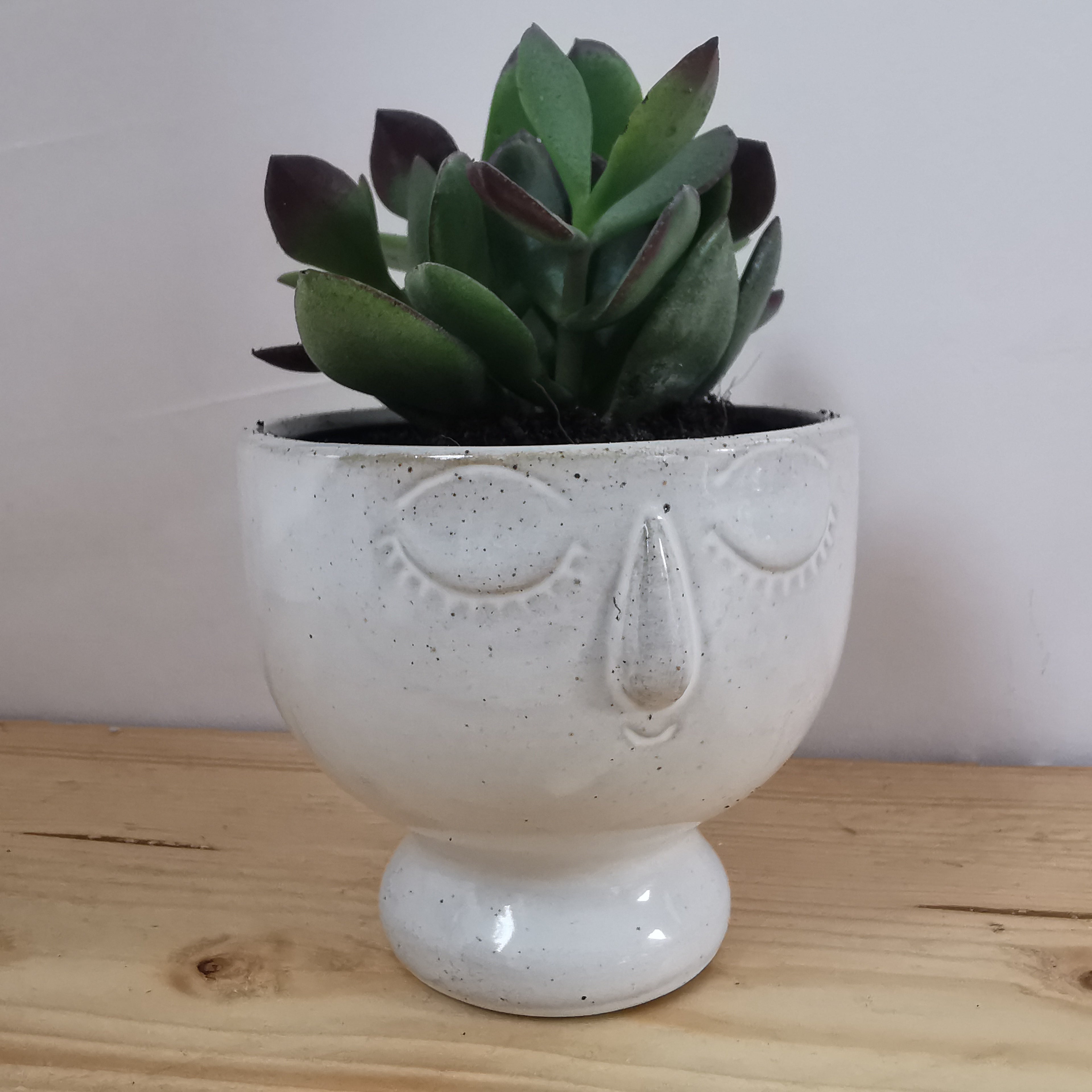 Indoor Plant Pot