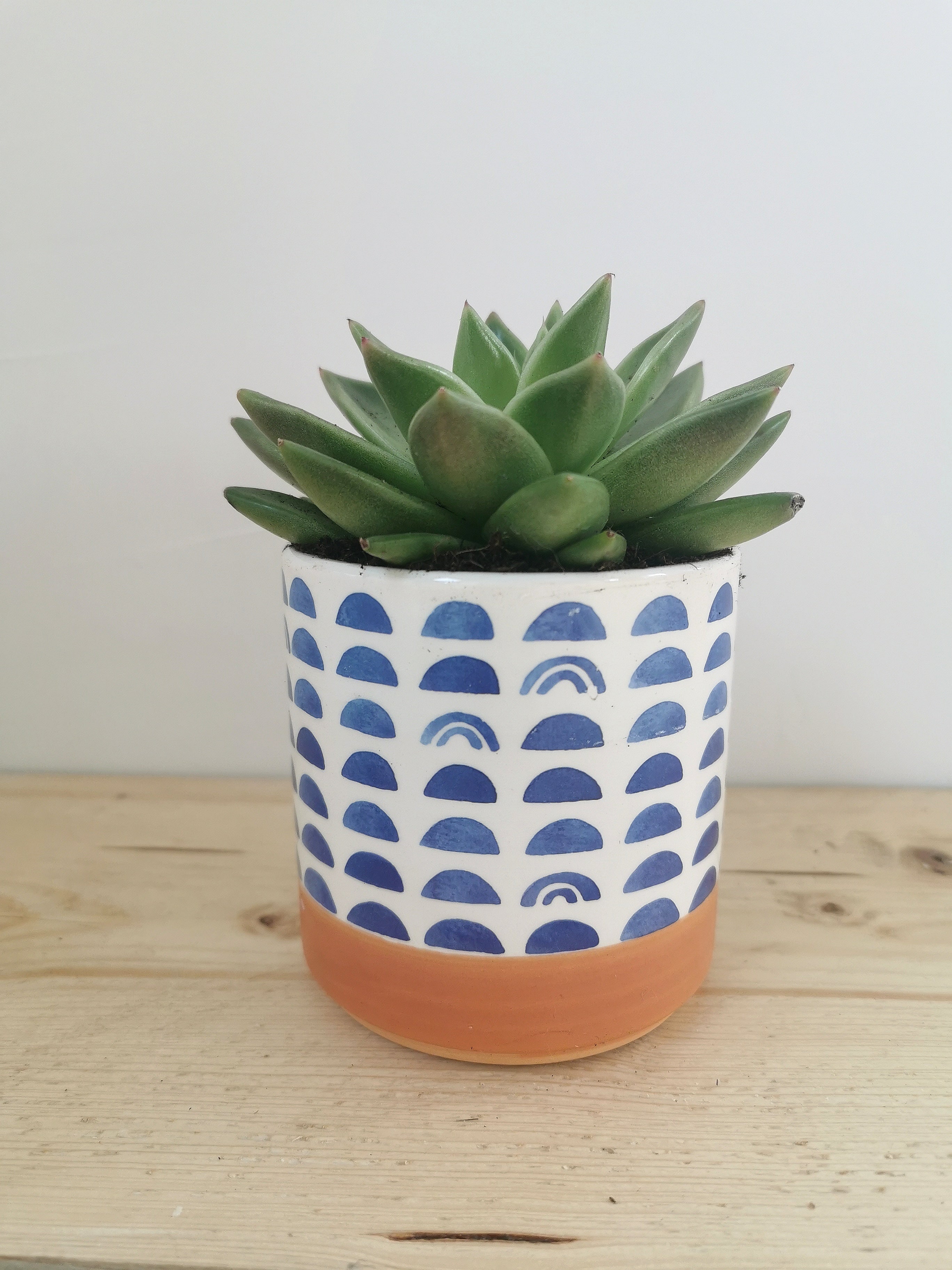 Indoor Ceramic Plant Pots Almasea